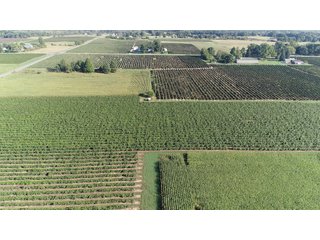 Van Buren County, Michigan Farmland - LAND AUCTION - 300+/- ACRES SPECIALTY CROP - GRAPES AND HOPS - OFFERED IN 8 TRACTS IN VAN BUREN COUNTY, MICHIGAN